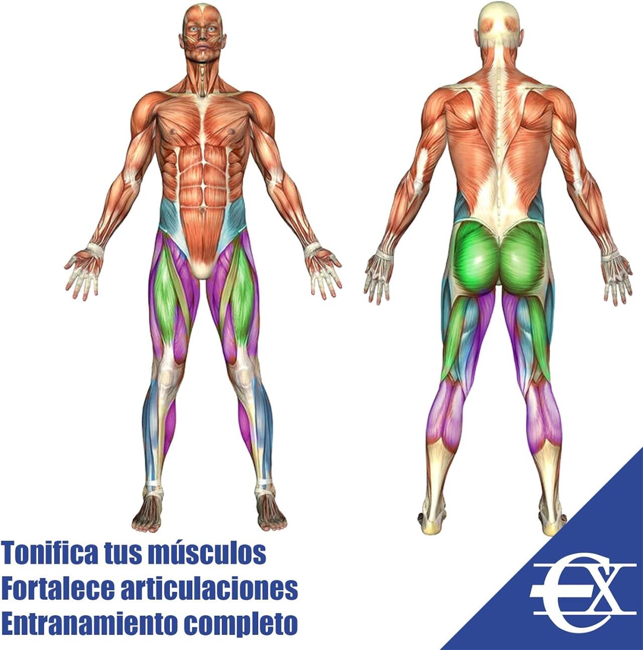 KIT VERTICAL DE GOMAS ELÁSTICAS DE RESISTENCIA TREN INFERIOR - innovagizmo.com