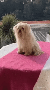 Secador - Cepillo para Mascotas 2 en 1 - innovagizmo.com